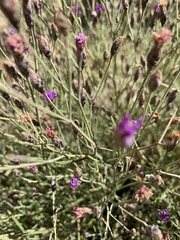 Oocephala staehelinoides