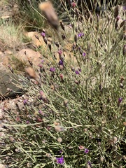 Oocephala staehelinoides