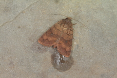 Eriopyga