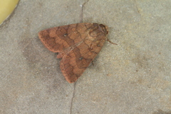 Eriopyga