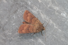 Eriopyga