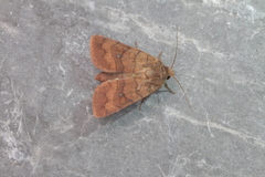 Eriopyga