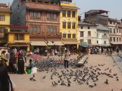 Columba livia domestica