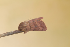 Eriopyga