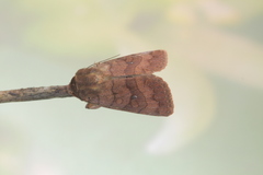 Eriopyga