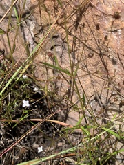Oldenlandia herbacea