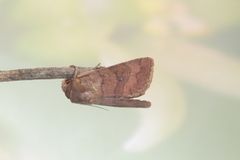 Eriopyga