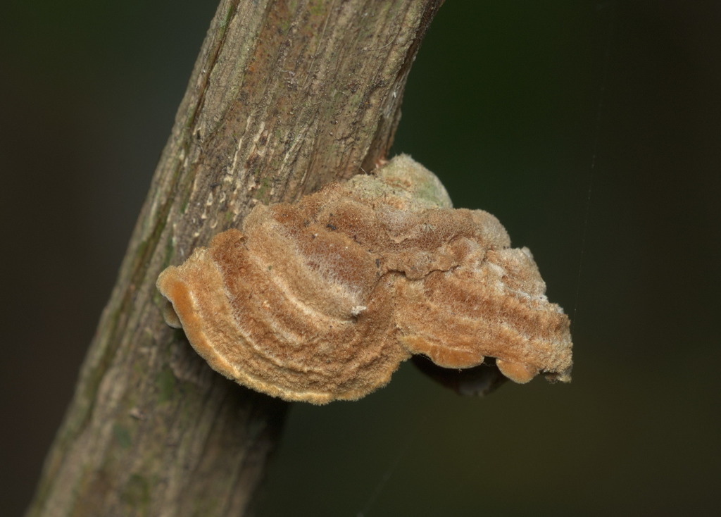 Trametes hirsuta · November 2017 · photo: © portioid (iNaturalist, cc-by-sa)