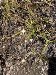 Oldenlandia herbacea