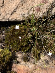 Oldenlandia herbacea