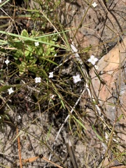 Oldenlandia herbacea