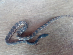 Nothopsis rugosus