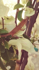Anolis quercorum