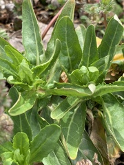 Thlaspi arvense