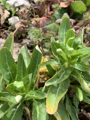 Thlaspi arvense
