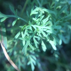 Ambrosia tenuifolia