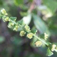Ambrosia tenuifolia