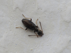 Microhoria versicolor