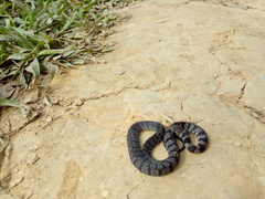 Ninia pavimentata
