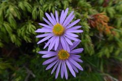 Aster alpinus