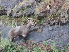 Nilgiritragus hylocrius