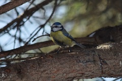 Cyanistes caeruleus