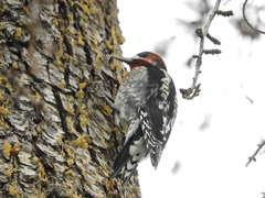 Sphyrapicus ruber daggetti