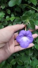 Achimenes longiflora