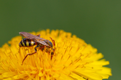 Nomada lathburiana