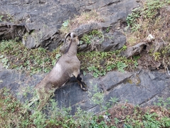 Nilgiritragus hylocrius