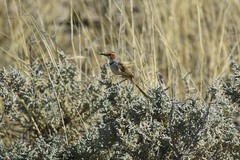 Malcorus pectoralis etoshae