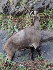 Nilgiritragus hylocrius