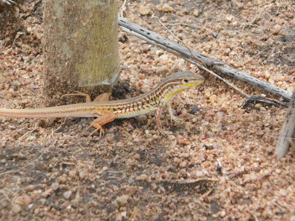 Johnston’s long-tailed lizard (Latastia johnstonii)