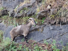 Nilgiritragus hylocrius