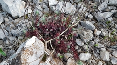 Petrosedum ochroleucum