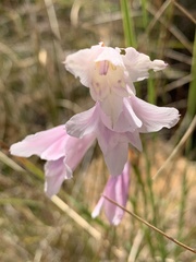 Gladiolus ferrugineus