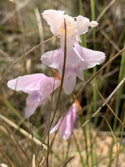 Gladiolus ferrugineus