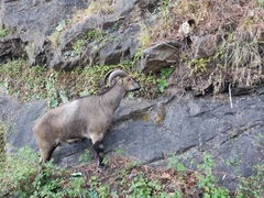 Nilgiritragus hylocrius