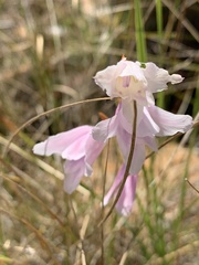 Gladiolus ferrugineus