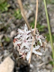 Nerine rehmannii