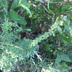 Ambrosia tenuifolia