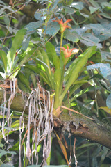 B. Phalan, CC BY, iNaturalist via GBIF Canistropsis billbergioides, photograph B. Phalan, CC BY, iNaturalist via GBIF