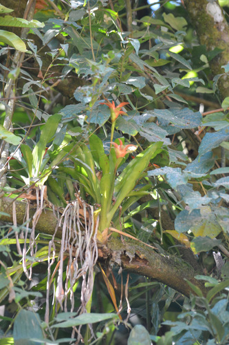 Canistropsis billbergioides, photograph 2