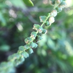 Ambrosia tenuifolia