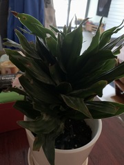 Dracaena fragrans compacta