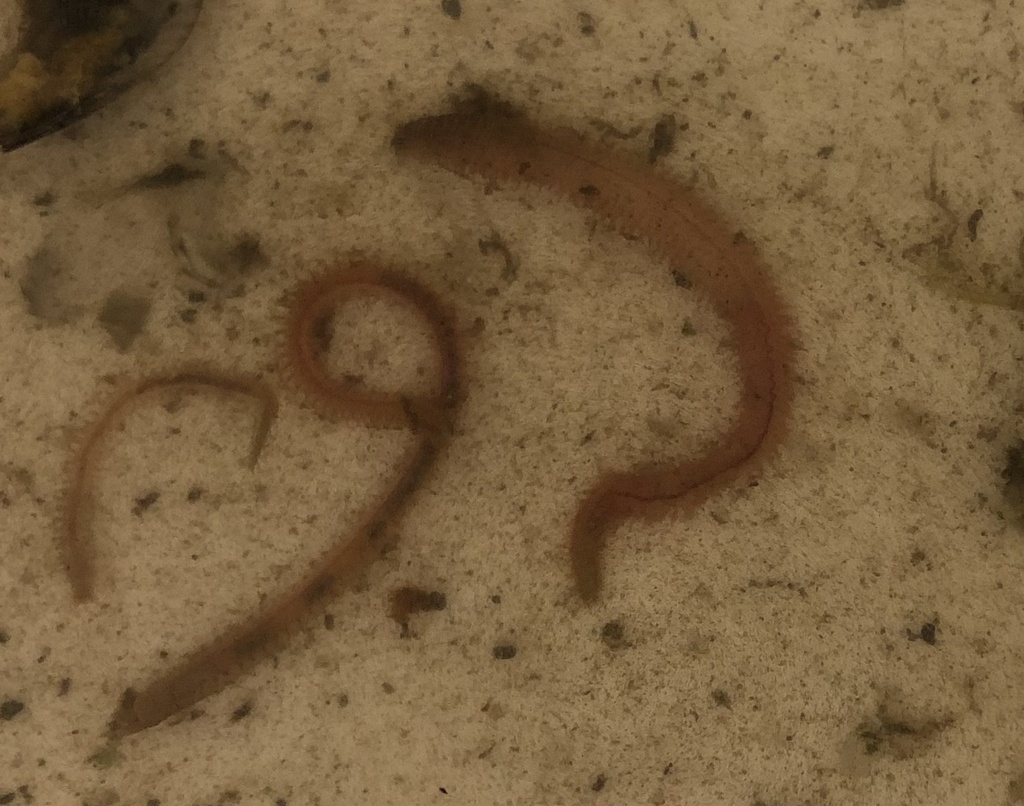 Polychaete Worms from Corcus Ferry Rd, Hampstead, NC, US on March 14 ...