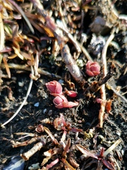 Hylotelephium maximum