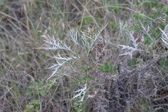 Berkheya bipinnatifida bipinnatifida