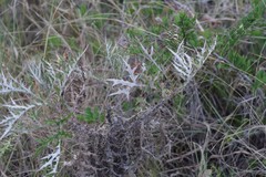 Berkheya bipinnatifida bipinnatifida