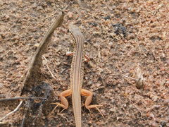 Latastia johnstonii